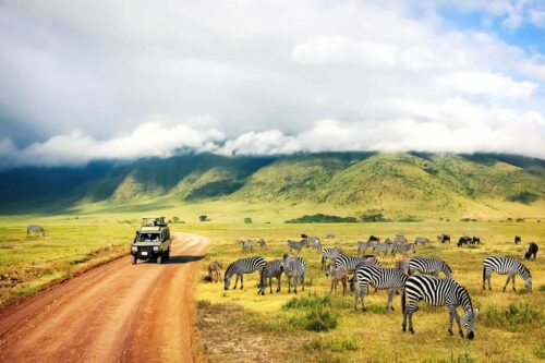 Afrika Safari buchen, in Tansania den Ngorongoro erleben: bestens beraten durchs REISEBÜRO Wache Erfurt; im Bild: Zebras, die an einer Straße durch den Ngorongoro-Krater grasen. Auf der Straße fährt ein Jeep.