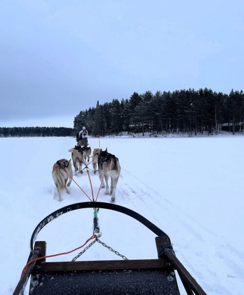 Finnland Urlaub buchen beim REISEBÜRO Wache, Erfurt; im Bild: Blick aus dem Hundeschlitten auf die ziehenden Huskys und die verschneite Landschaft