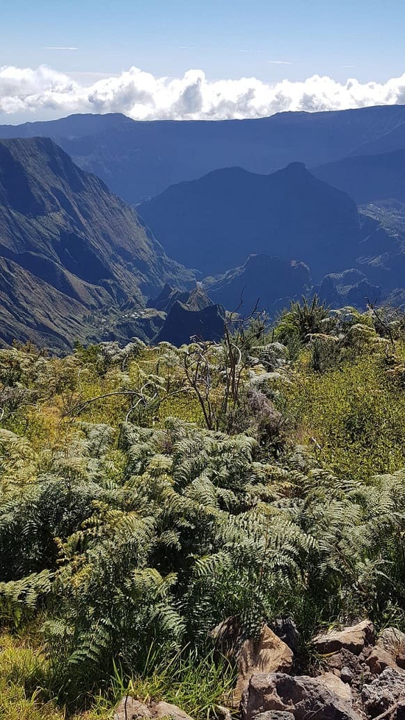 Wanderurlaub auf La Réunion im REISEBÜRO Wache, Erfurt, buchen; im Bild: Blick vom Gipfel des Piton Maido auf La Réunion, im Vordergrund grüne Sträucher, dahinter Täler und Bergspitzen und weiße Wolken