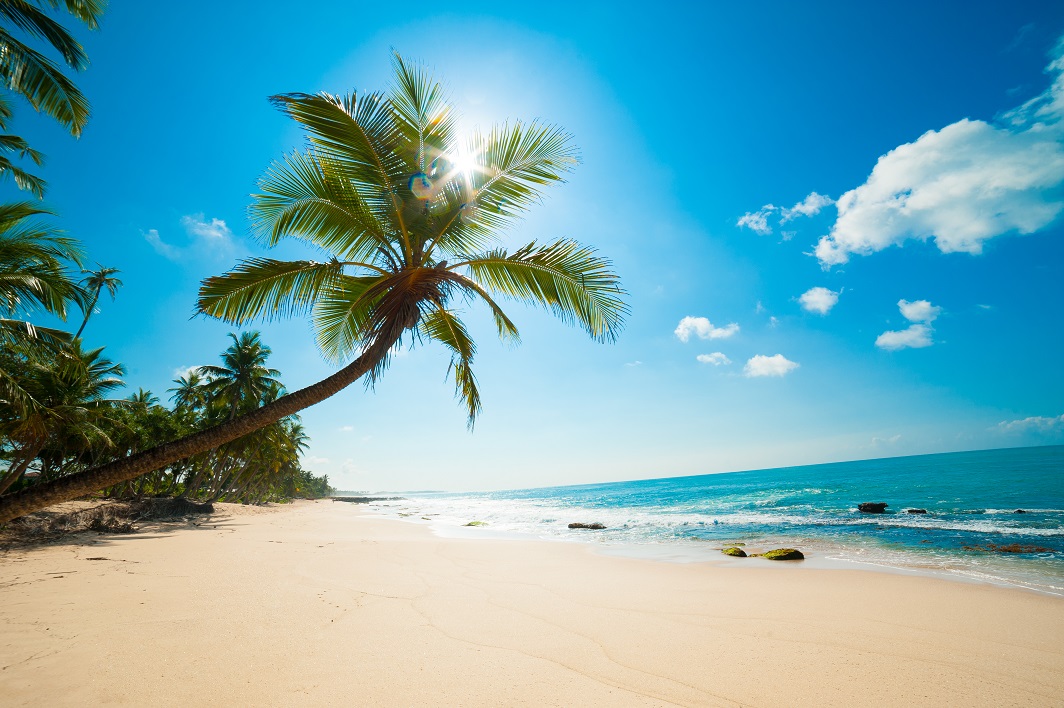 Reise buchen Erfurt? Dann auf zum REISEBÜRO Wache, Erfurt; im Bild: eine Palme am breiten Sandstrand, hinter der die Sonne scheint, blauer Himmel, ein Wölkchen, türkisfarbenes Wasser.