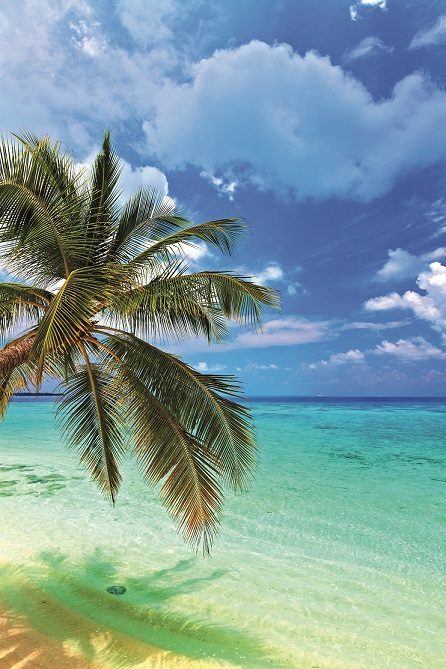 Reise buchen in Erfurt beim REISEBÜRO Wache; im Bild: Eine Palme am Strand über flachem, türkisfarbenem Meer, im Hintergrund ein blauer Himmel mit Wolken.