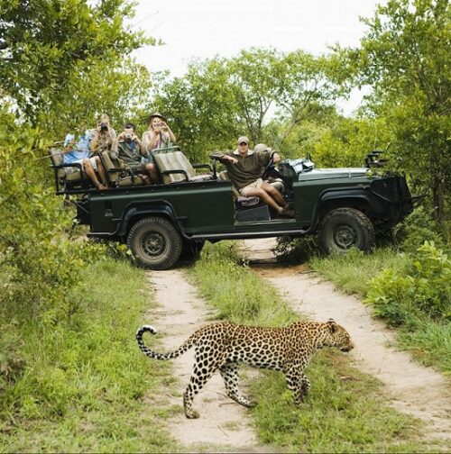 Tansania Safari buchen, per Gruppenreise die Big 5 entdecken mit REISEBÜRO Wache, Erfurt; im Bild: Jeep mit Menschen im Hintergrund, im Vordergrund ein Leopard, der den Weg kreuzt.